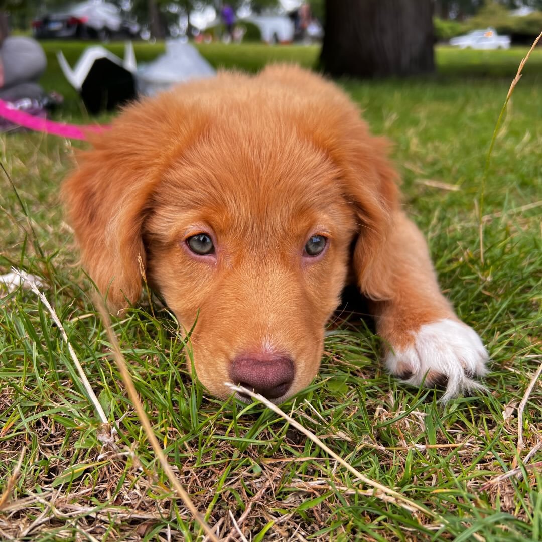 Cucumber, a Nova Scotia Duck Tolling Retriever