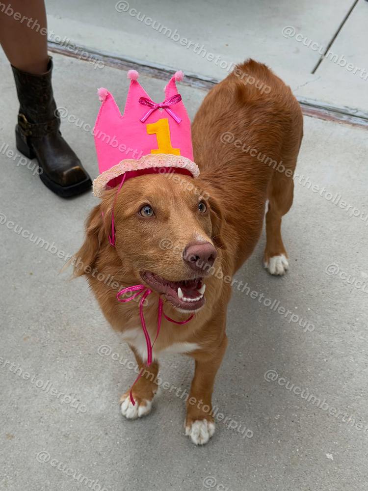 Cucumber the Toller, photo 1