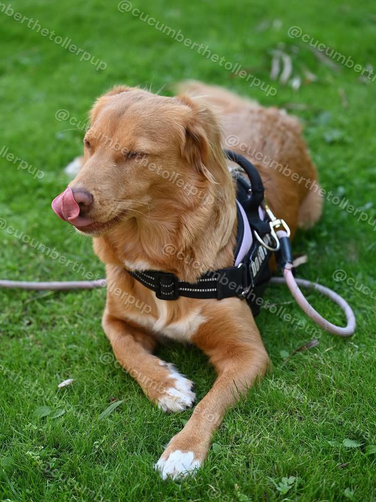 Cucumber the Toller, photo 2