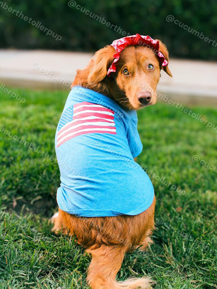 Cucumber the Toller, photo 3