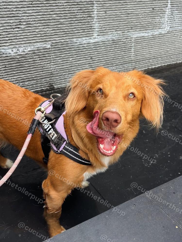 Cucumber the Toller, photo 5