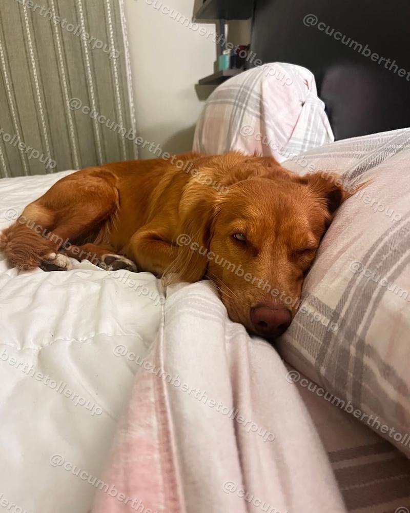 Cucumber the Toller, photo 6